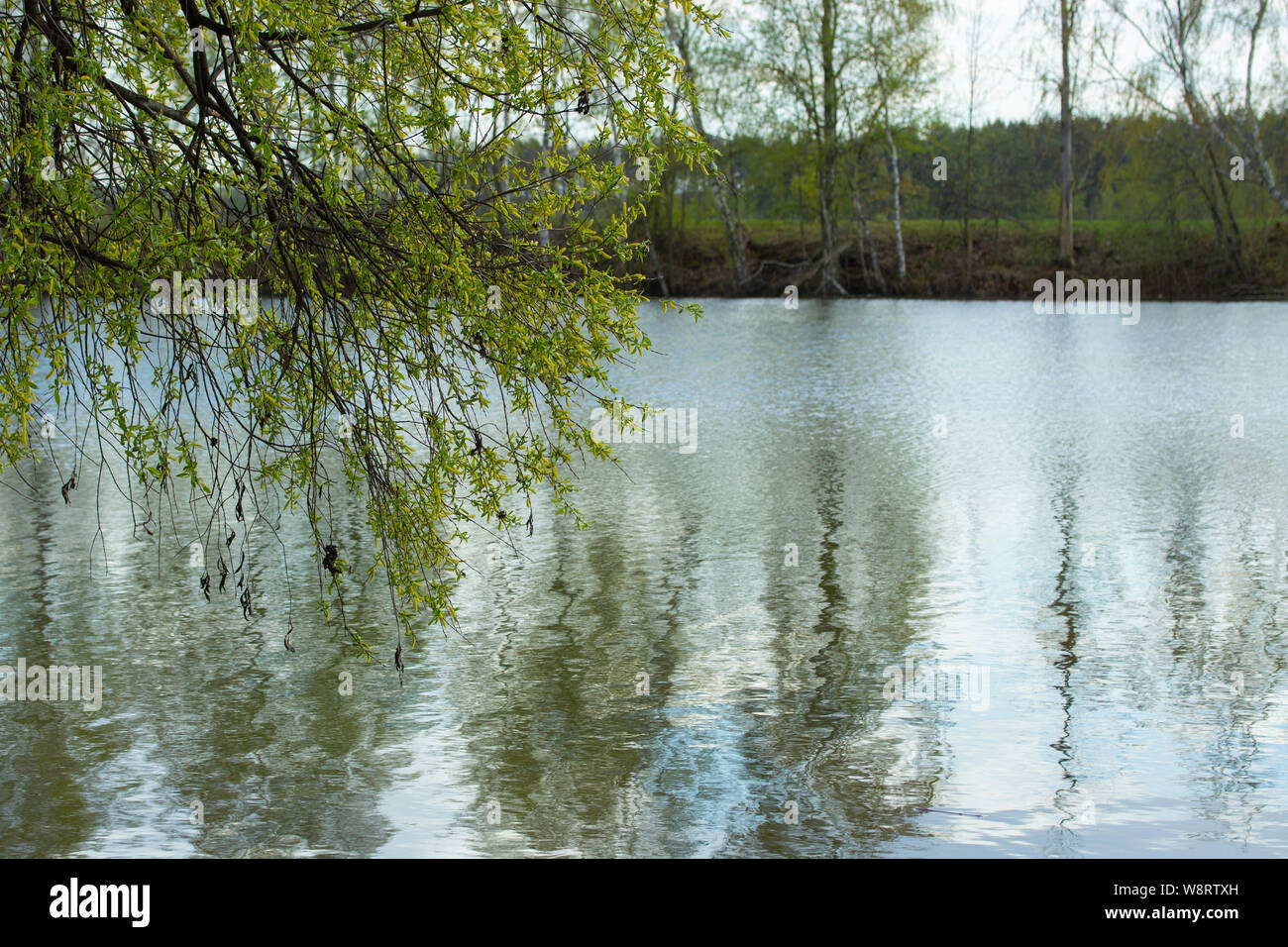 La molla fuoriuscita di fiume di acqua verdastra con riflessi di alberi e salice piangente Foto Stock