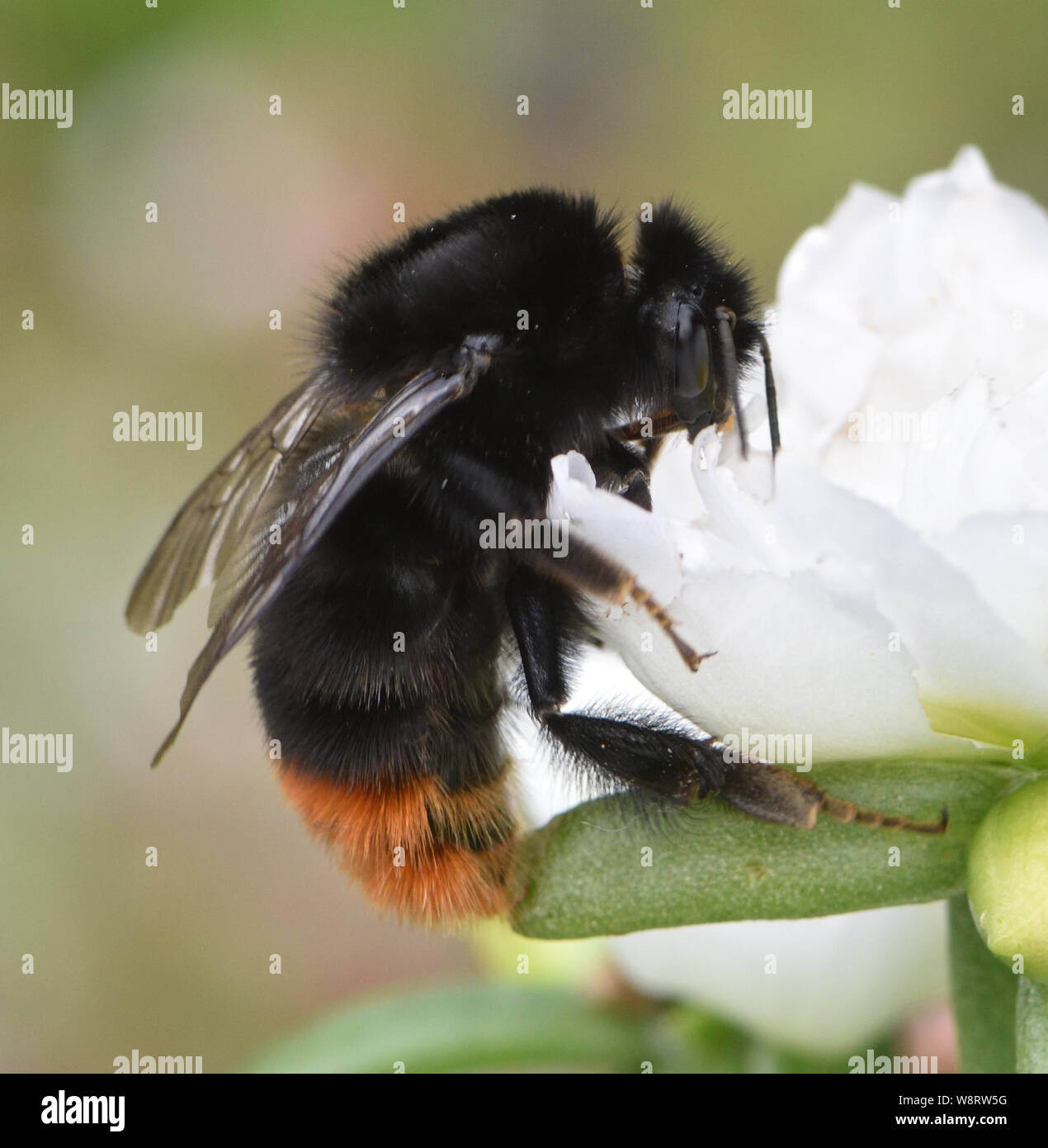 Un queen red-tailed bumblebee (Bombus lapidaries) assume il nettare da un bianco portulaca fiore. Bedgebury Forest, Hawkhurst, Kent. Regno Unito. Foto Stock
