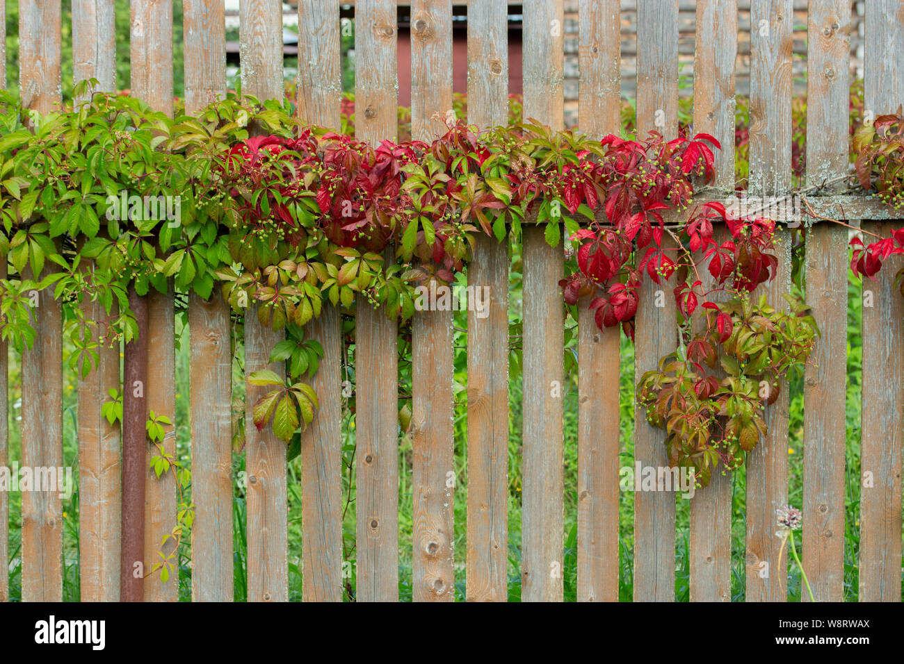 Rosso-verde delle vigne con frutti immaturi splendidamente avvolgere intorno al vecchio recinto in legno. Design decorativo della recinzione, giardino uva in ritardo lungo la recinzione Foto Stock