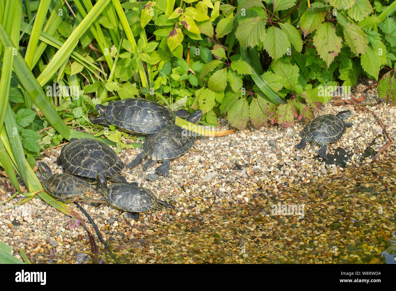 Rosso-eared cursori crogiolatevi al sole sulle rocce sul lago di stagno. Un branco di tartarughe marine in ambiente selvaggio appoggiato turtle shore. Rosso-eared tartarughe gruppo di famiglia Foto Stock