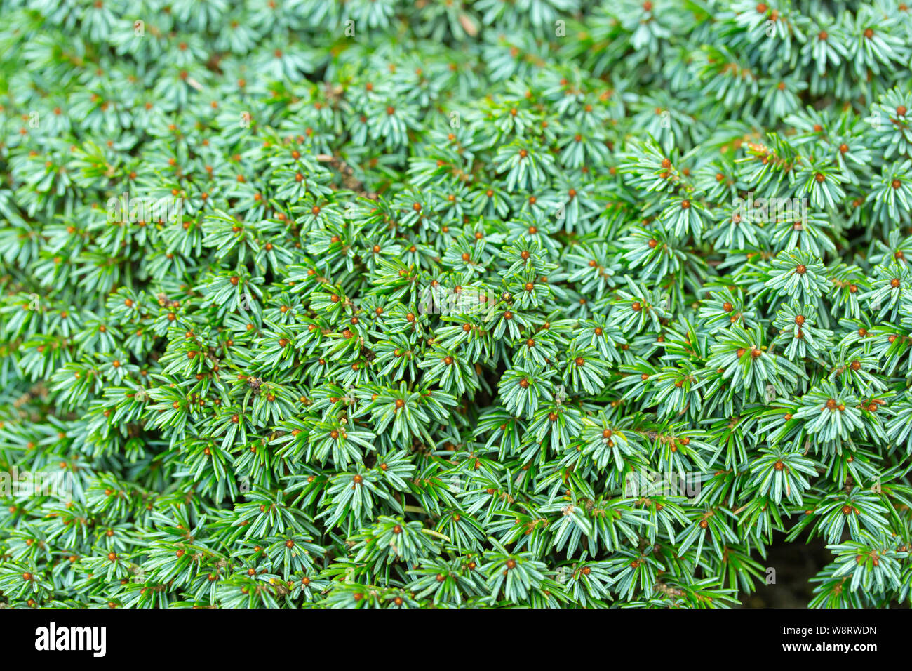 Aghi di ginepro emerald closeup struttura dello sfondo. Rami di arbusto sempreverde, abstract ginepro Juniperus composizione Foto Stock