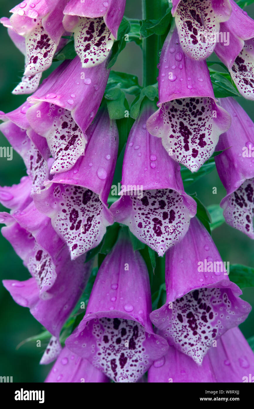 Foxglove, Digitalis purpurea Foto Stock