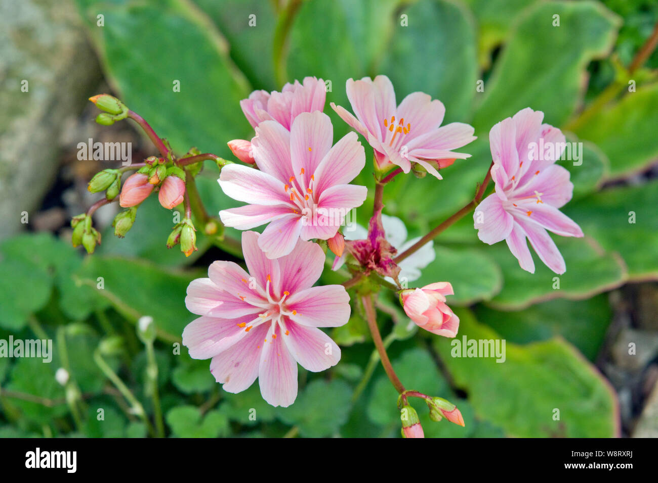 Lewisia cotiledone Rainbow Foto Stock
