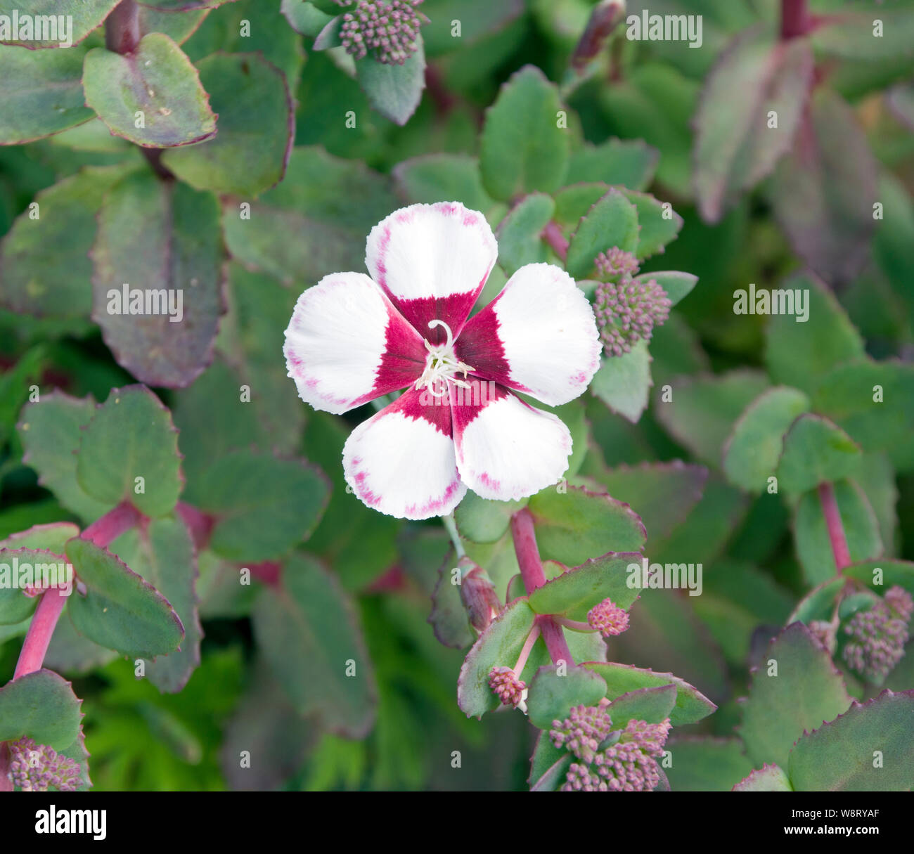 Dianthus 'Elizabethan rosa' Foto Stock
