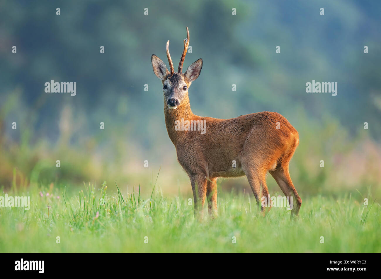Wild il capriolo (Capreolus capreolus) in piedi in un campo e guardando la telecamera Foto Stock