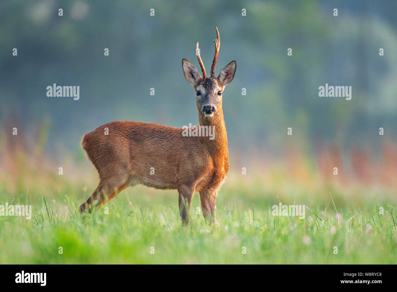 Wild il capriolo (Capreolus capreolus) in piedi in un campo e guardando la telecamera Foto Stock