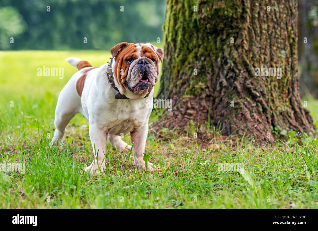 Giovani Bulldog inglese, in piedi in un prato in un parco e guardando in lontananza Foto Stock