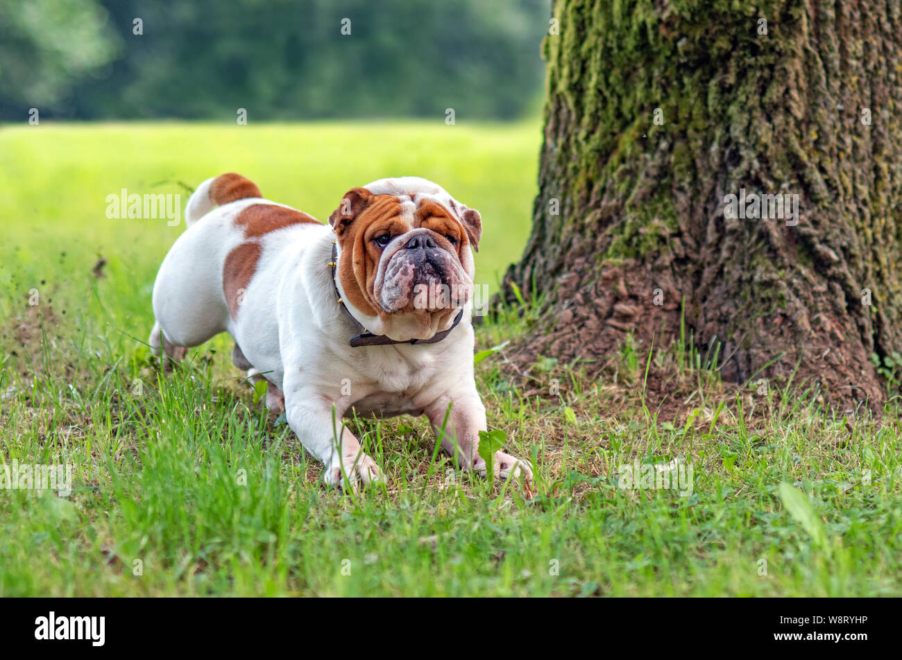 Giovani Bulldog inglese, giacente in un prato in un parco e guardando in lontananza Foto Stock