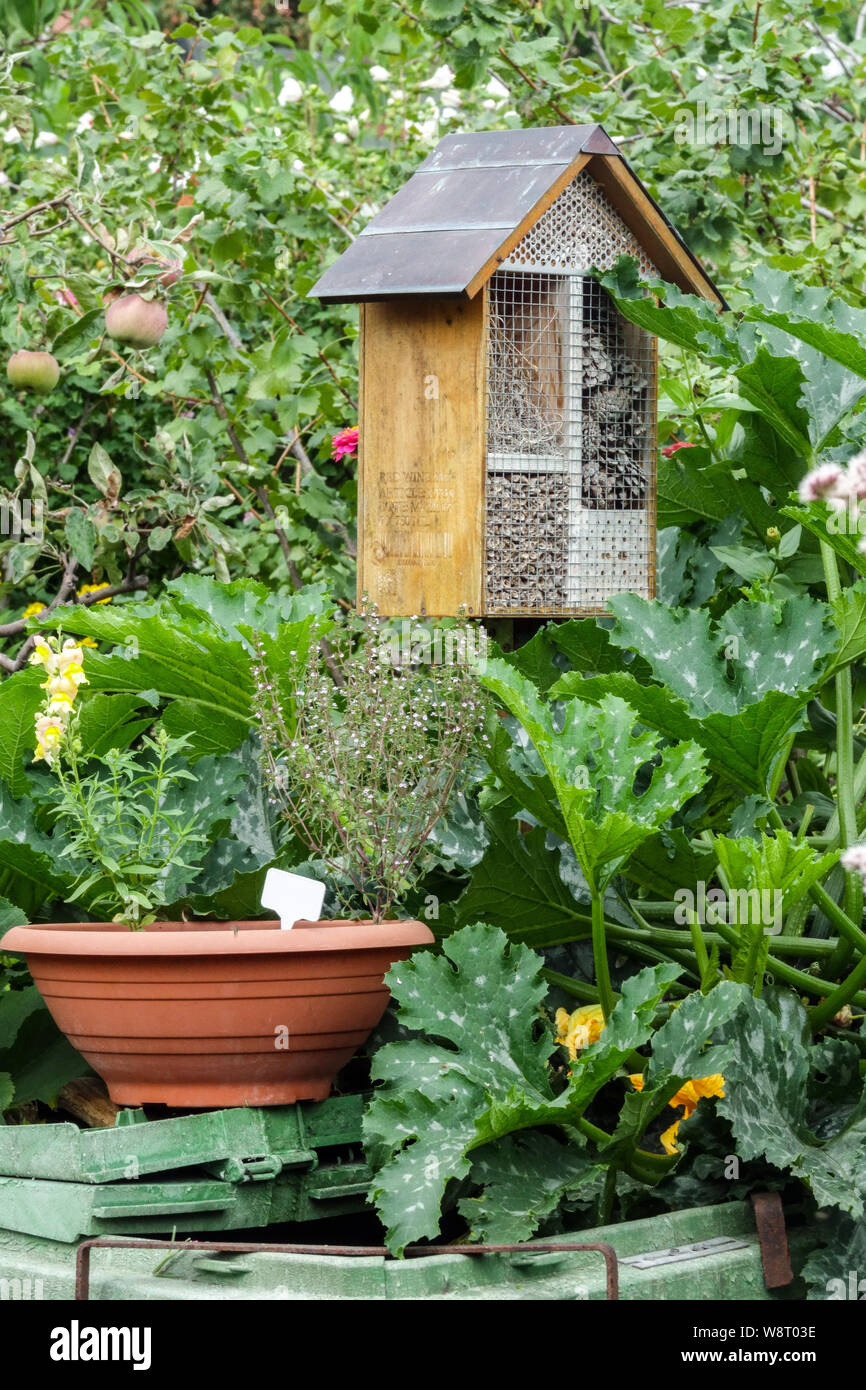 Garden Bug Hotel tra le piante in un contenitore di orto Foto Stock