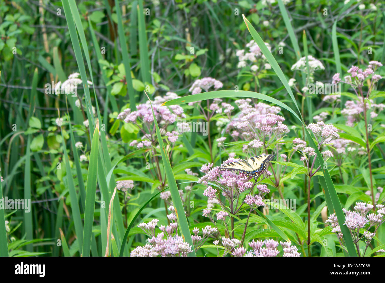 Un Canadese a coda di rondine butterfly poggia su un fiore in mezzo a qualche erba alta e fogliame. Foto Stock