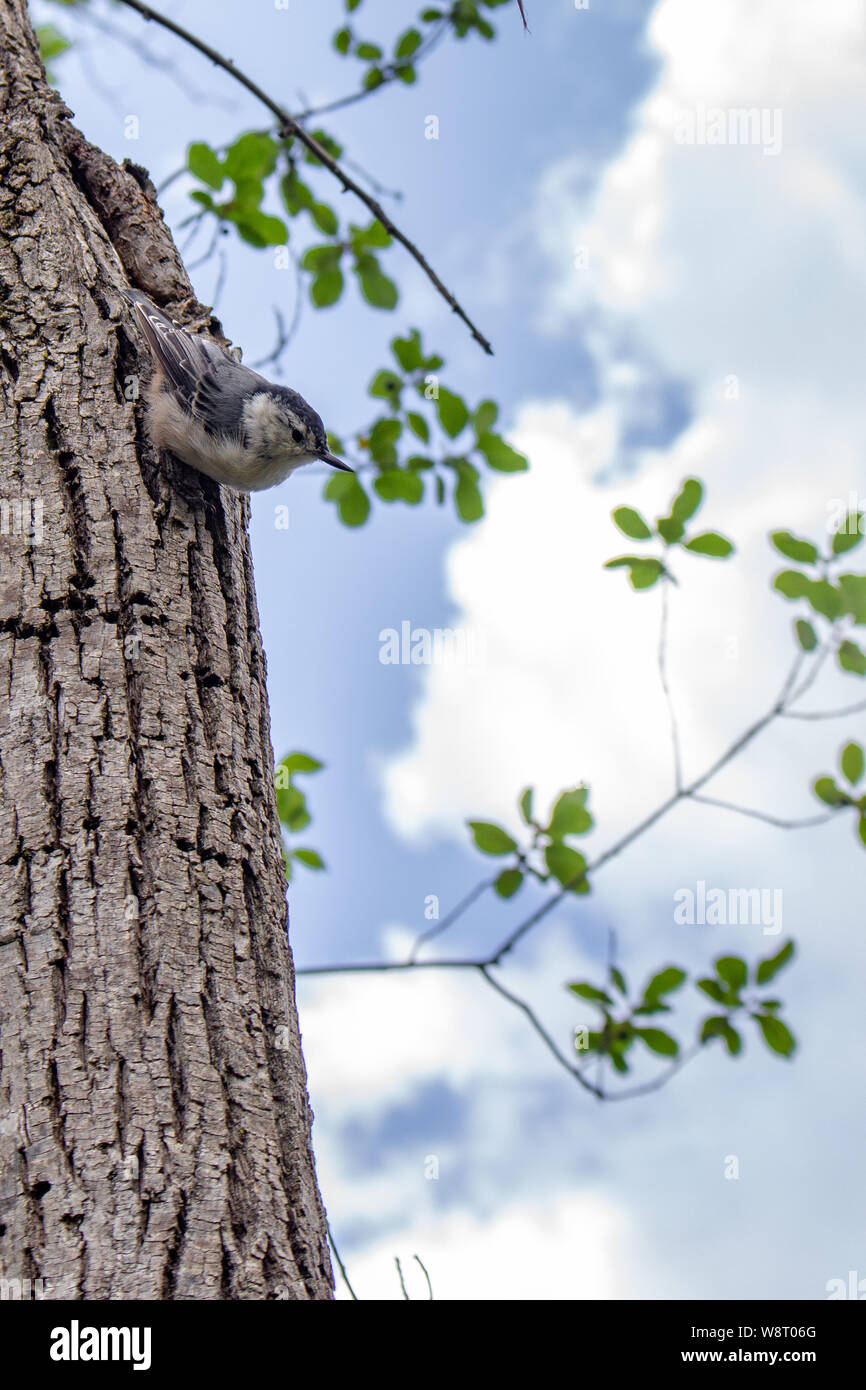 Un uccello si aggrappa al lato di un albero, rivolto verso il basso e contro un poco nuvoloso cielo blu. Foto Stock