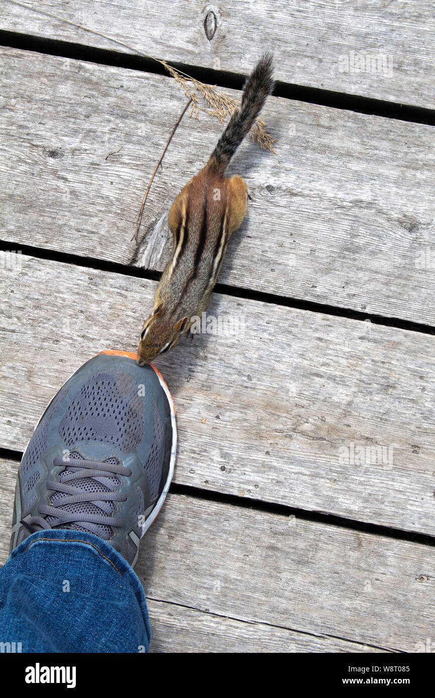 Un Scoiattolo striado controlla un fotografo il piede da dover praticare il suo naso contro il suo pattino su una passerella. Foto Stock