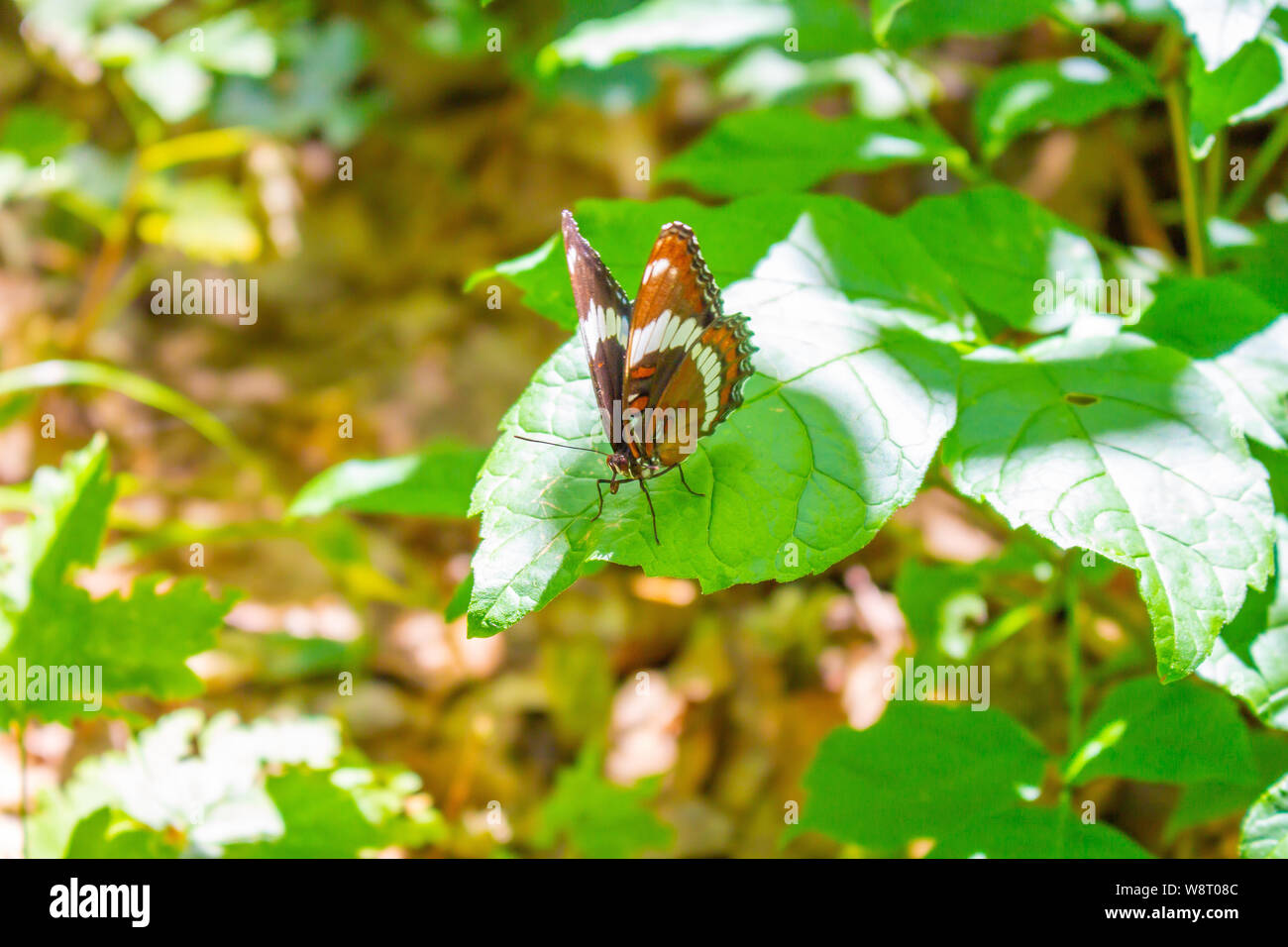 Un Americano bianco admiral butterfly si siede su una foglia di vibranti. Foto Stock