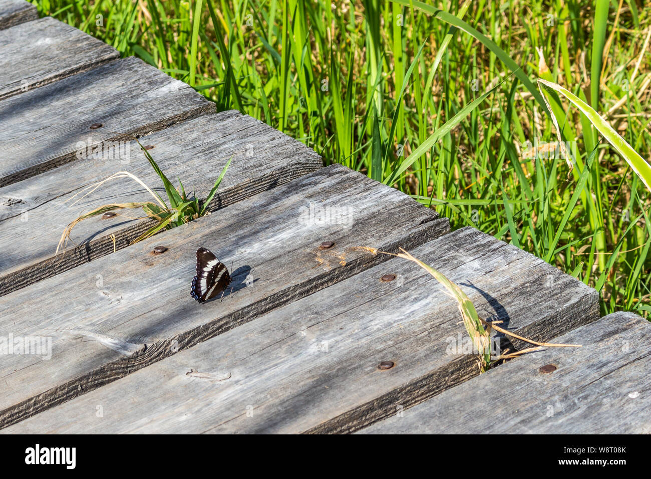 Un bianco admiral butterfly si prende una pausa dal volo su una passerella in una palude. Coltelli verdi di erba la linea dei bordi del legno usurato. Foto Stock