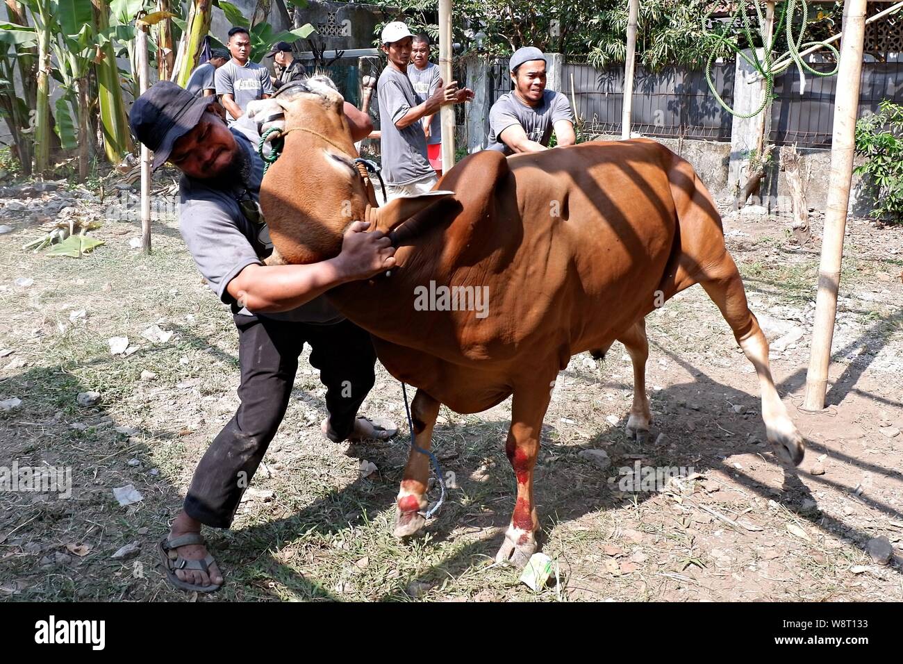 Alcuni uomini stanno cercando di catturare una mucca che si allontana da un allevamento di animali. Foto Stock