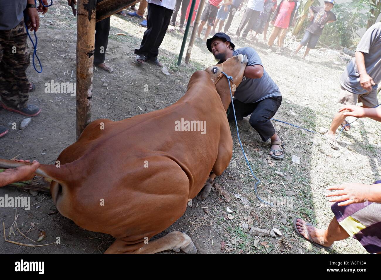 Alcuni uomini stanno cercando di catturare una mucca che si allontana da un allevamento di animali. Foto Stock