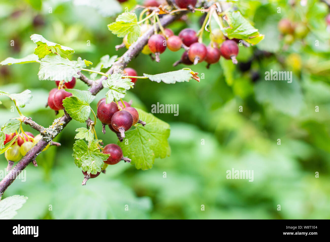 Il jostaberry, complesso-cross boccola di frutta, ramo con bacche di maturazione, ribes nero con ribes nero e di uva spina europea, organico eco Foto Stock