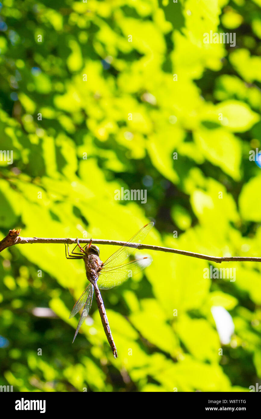 Una libellula pende da un ramoscello in una vista di profilo contro il sole luminoso di foglie di lit. Foto Stock