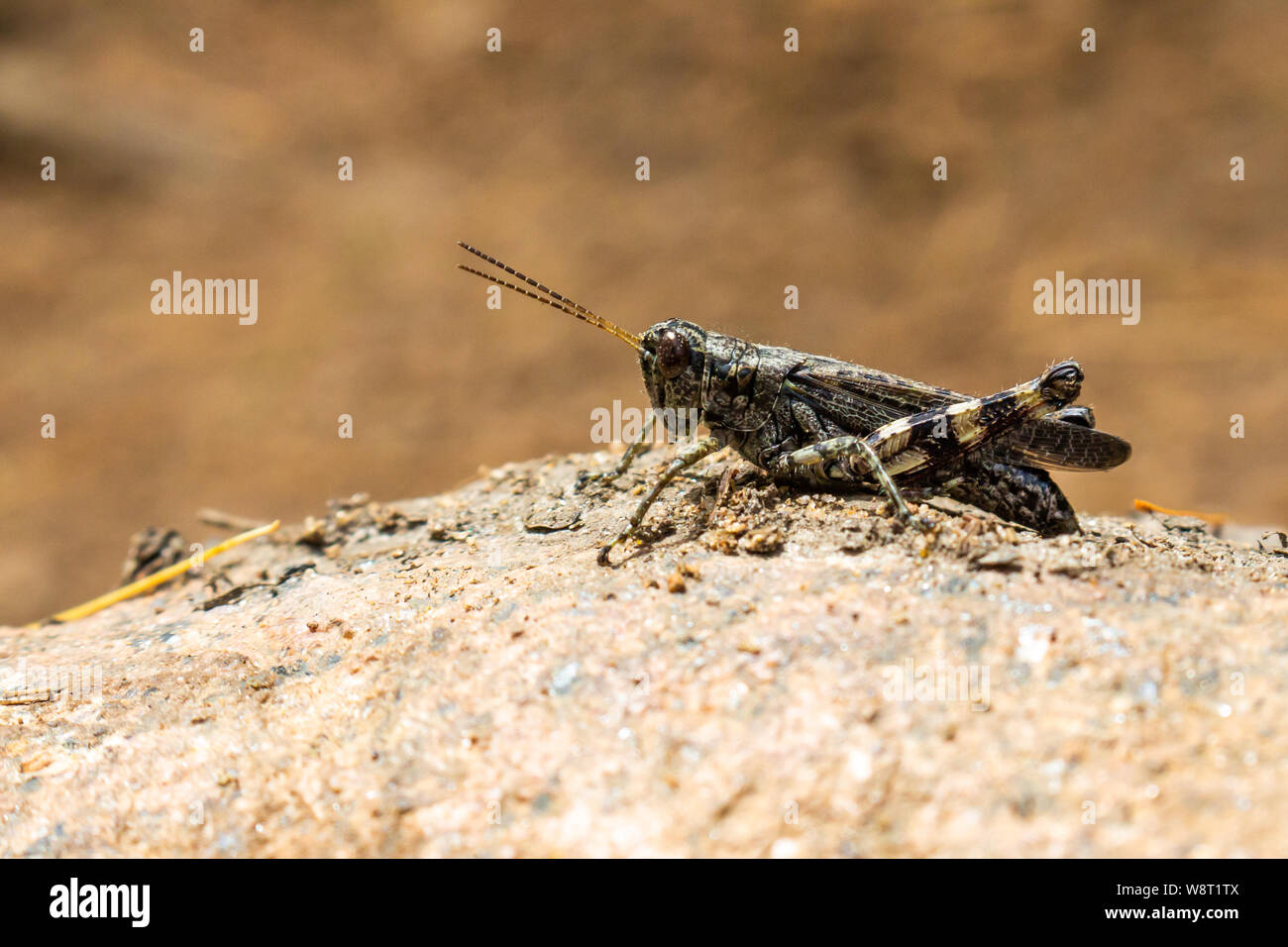 Il grillo, che potrebbe essere camuffato in meno spazio aperto, viene osservata da vicino come si appoggia su una roccia sotto la luce diretta del sole. Foto Stock