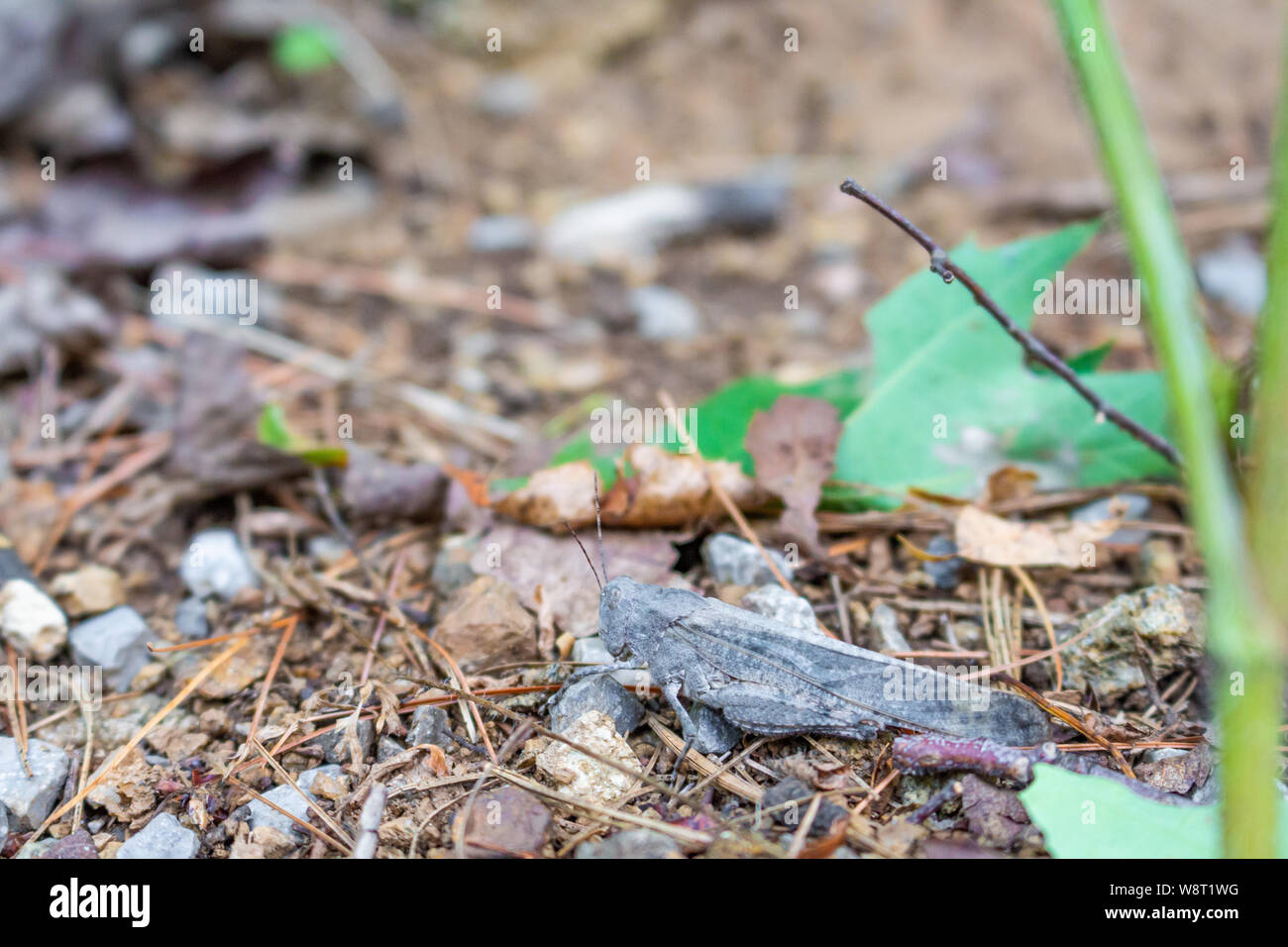 Una ben mimetizzata grasshopper è difficile da individuare sul suolo della foresta. Foto Stock