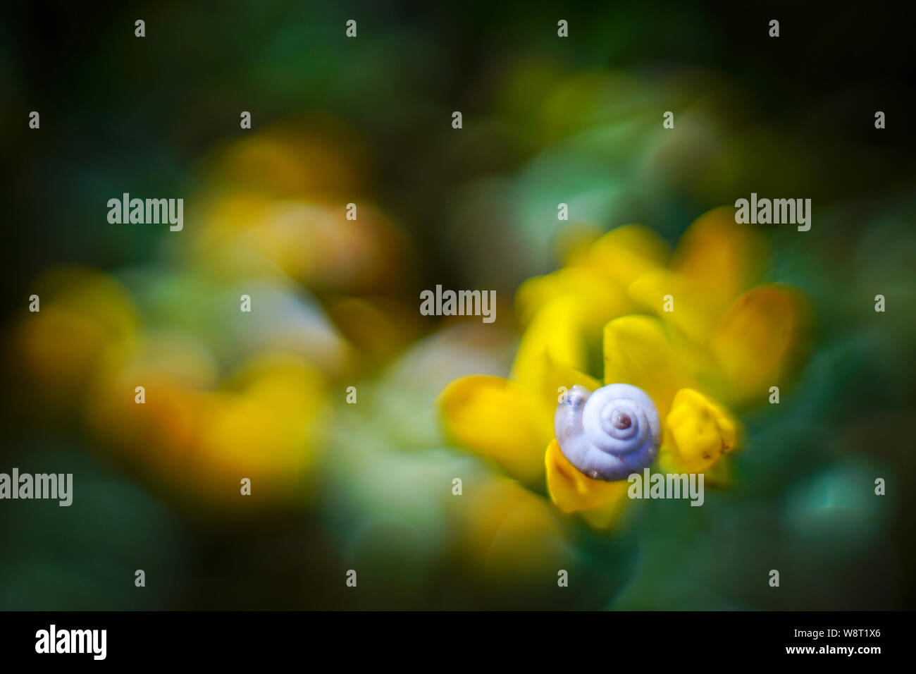 Il guscio di giardino comune va a passo di lumaca su un fiore giallo Foto Stock