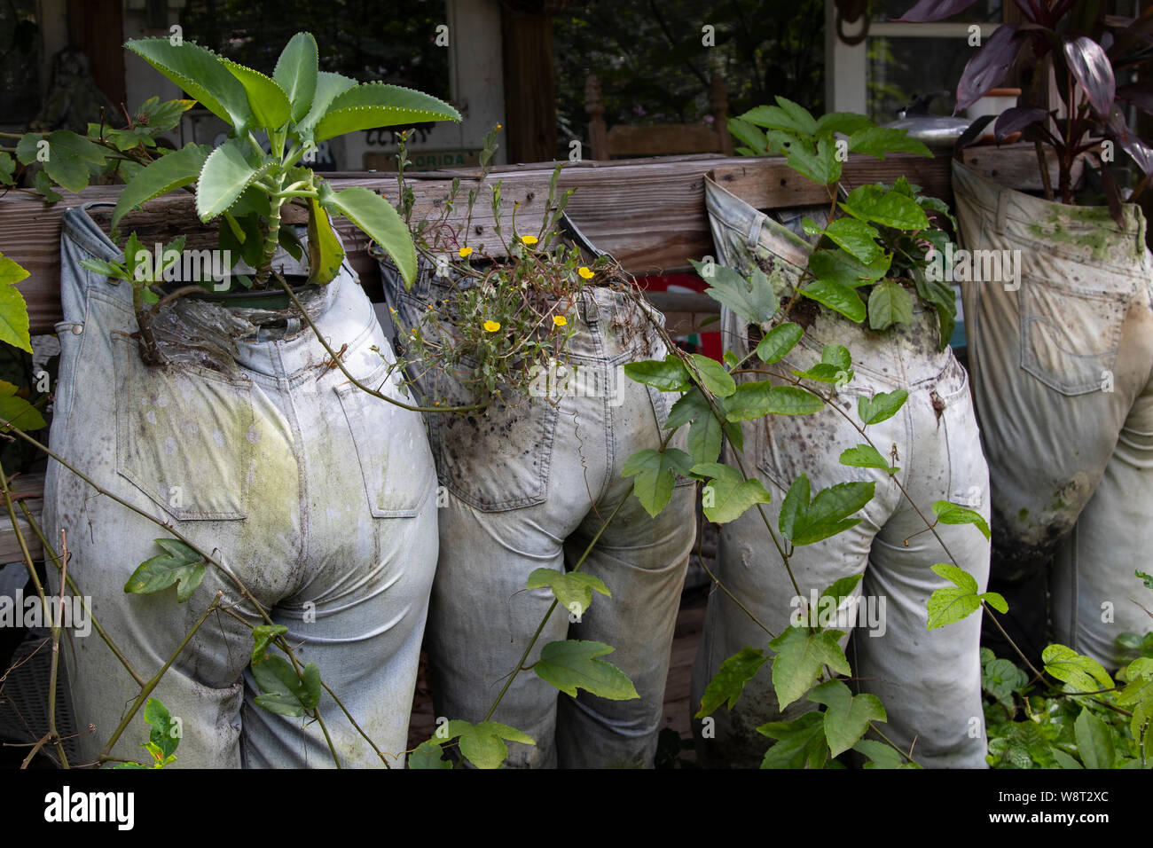 Foto umoristiche di vecchi pantaloni pieni di sporcizia e utilizzate come fioriere in una fattoria. Foto Stock