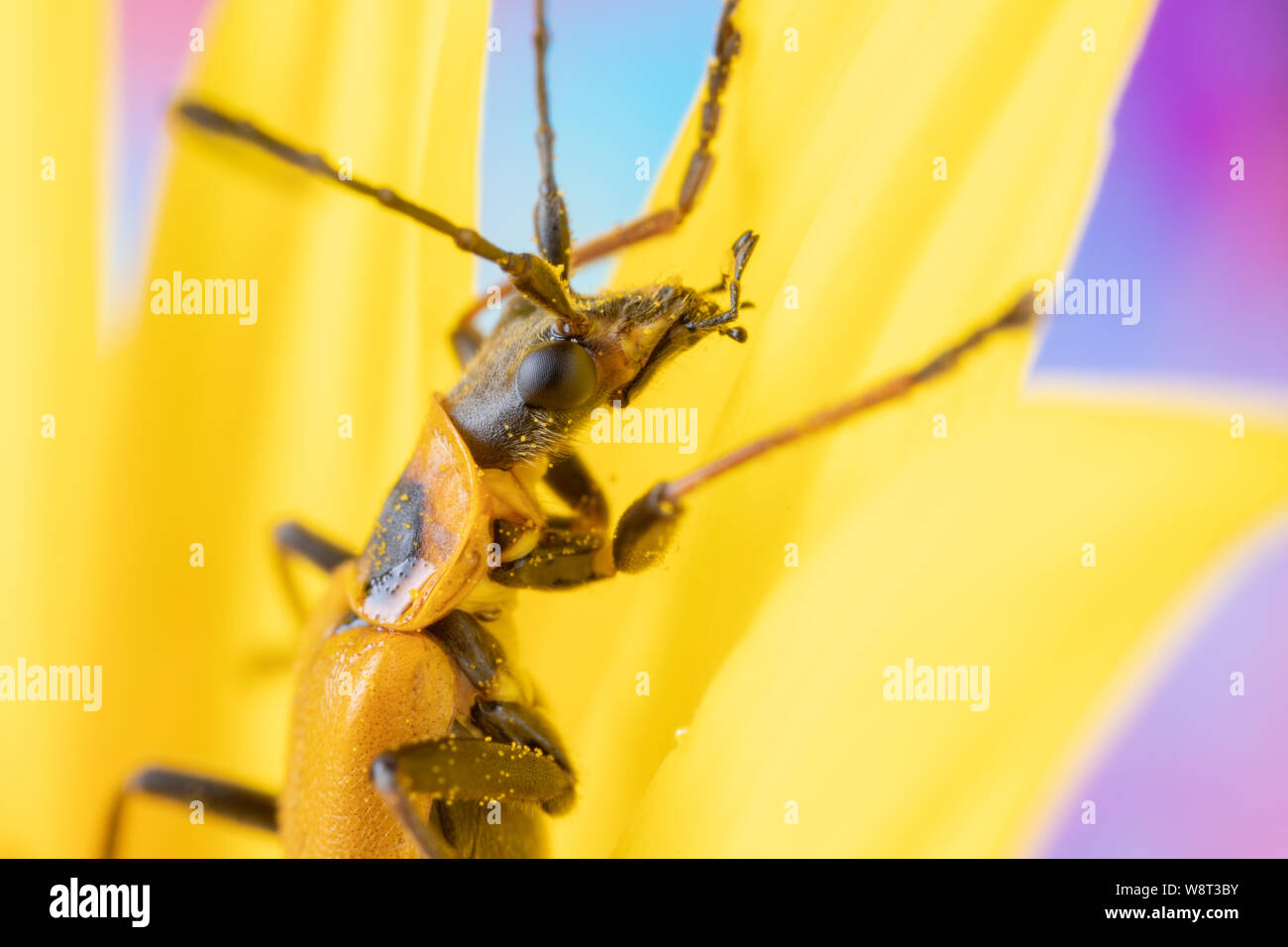 Foto macro di un soldato oro beetle Pennsylvania leatherwing bug su un girasole petali coperti di polline Foto Stock