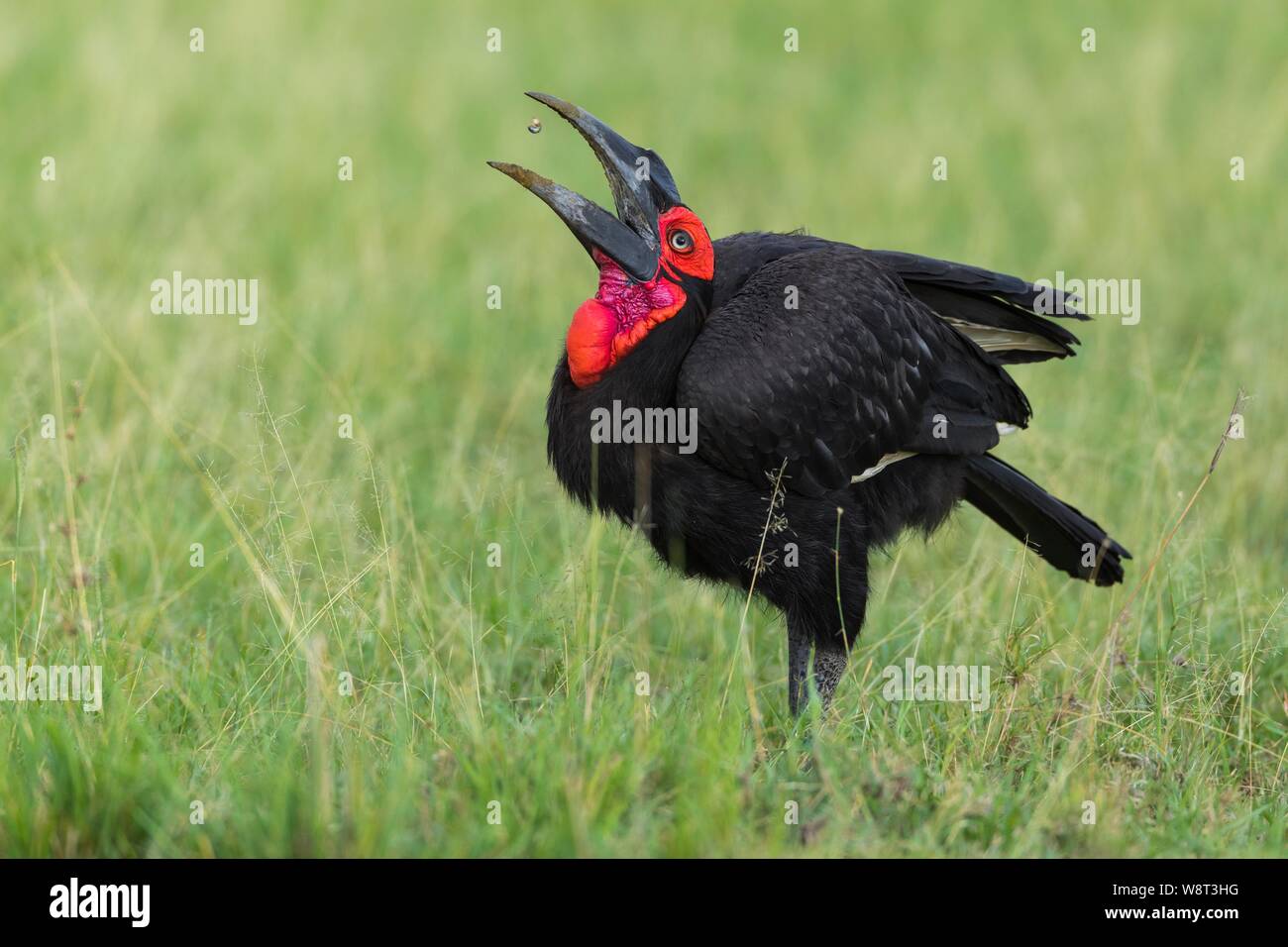 Massa meridionale hornbill (Bucorvus leadbeateri) cattura beetle, il Masai Mara riserva nazionale, Kenya Foto Stock