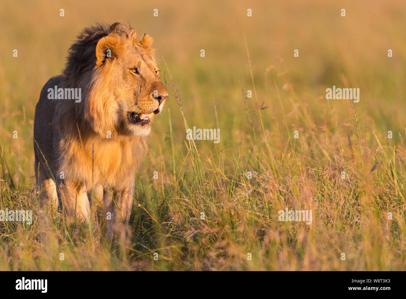 Leone africano (Panthera leo), maschio in piedi in erba alta, il Masai Mara riserva nazionale, Kenya Foto Stock