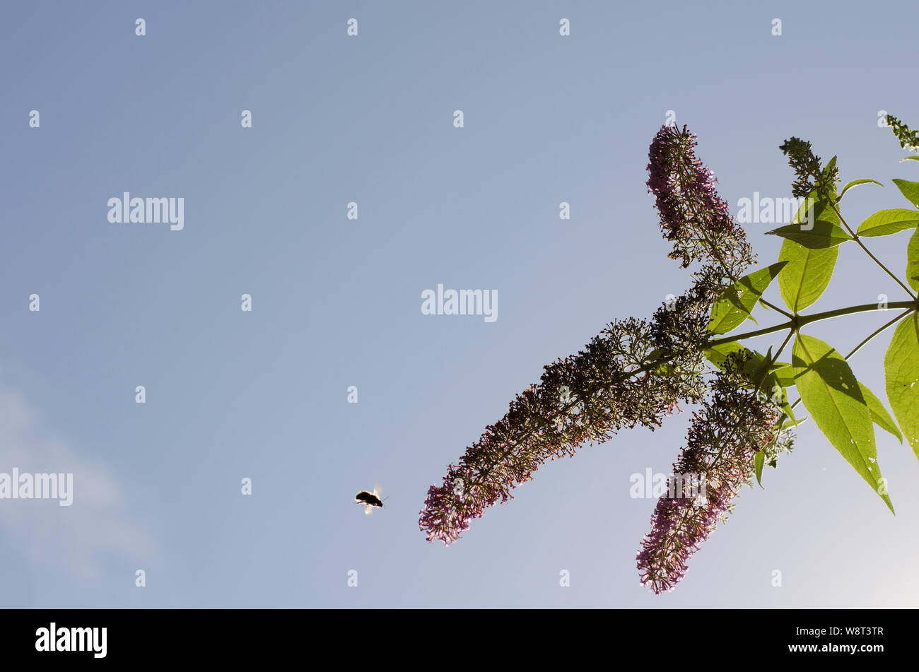 Bee volando verso Buddleja fiore Foto Stock