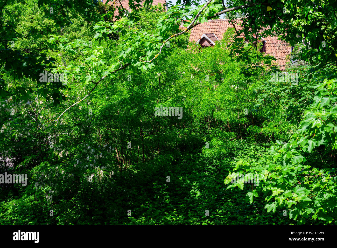 Il verde giardino selvaggio, casa del tetto, Strasburgo, Alsazia, Francia, Europa Foto Stock
