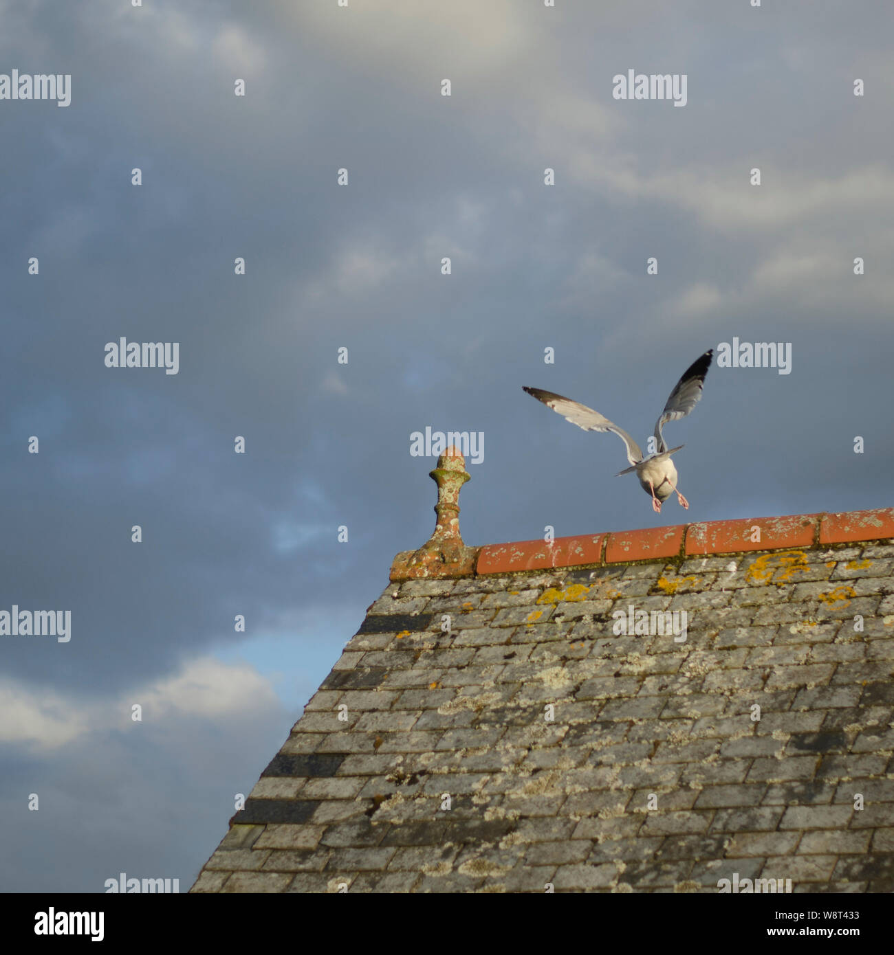 Seagull decollare da tetto a distanza Foto Stock