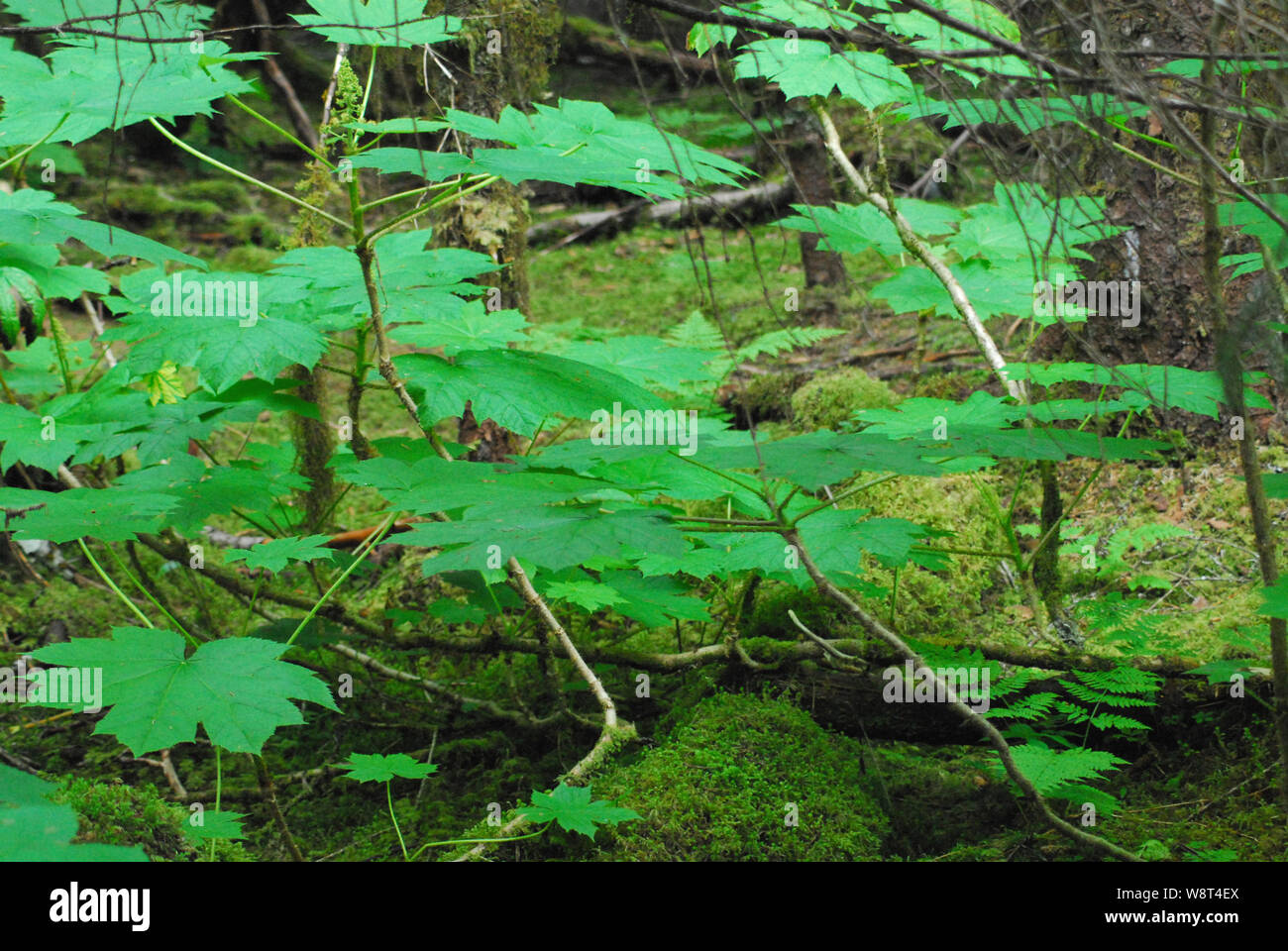 La primavera in Alaskan rare Tongass costiere rainforest rivela bellissimi strati di verde in nuove foglie, felci e licheni fresco.. Foto Stock