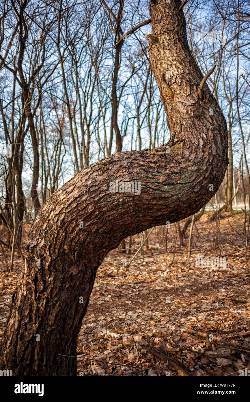 Crooked pino nella foresta, ritorto in vicino a novanta gradi profilo L Foto Stock