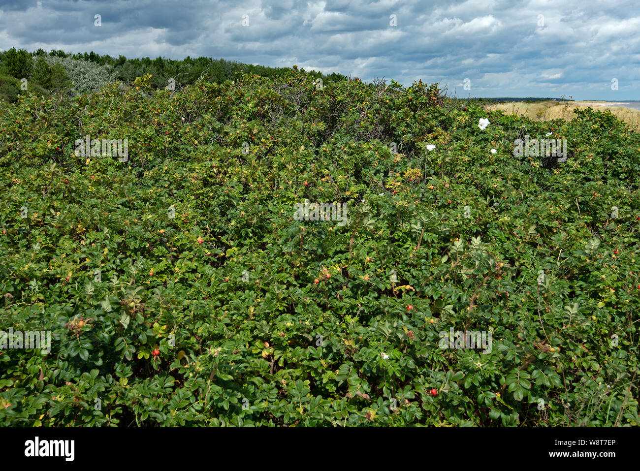 Rose selvatiche sulla costa di Suffolk a Dunwich Foto Stock