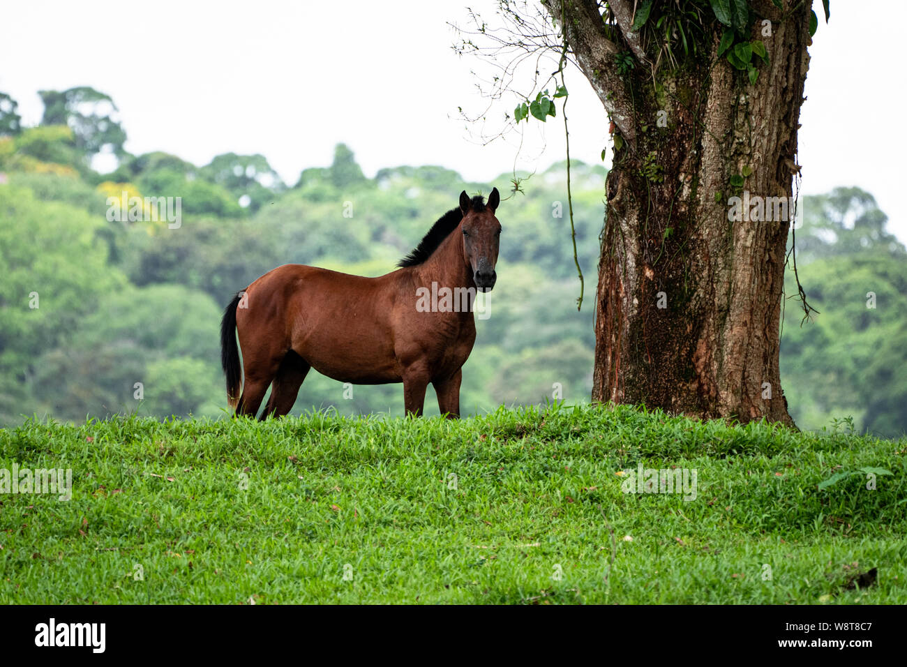 Cavallo in Costa Rica Foto Stock