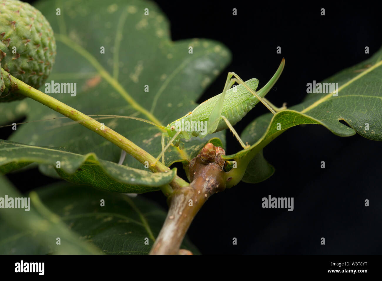 Una femmina di Oak Bush-cricket, Meconema thalassinum, su una foglia di quercia fotografati contro uno sfondo nero. Nord Inghilterra Dorset Regno Unito GB Foto Stock