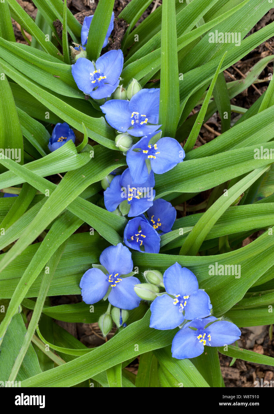 Virginia spiderwort fiori in primavera nel giardino in Virginia centrale. Foto Stock