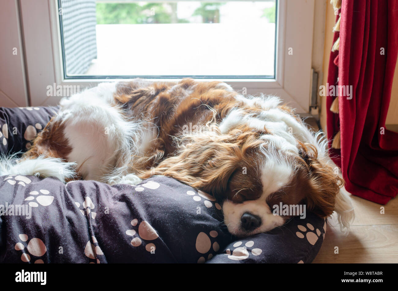 Adorabile cane - Cavalier King Charles Spaniel - dormire su un cuscino Foto Stock