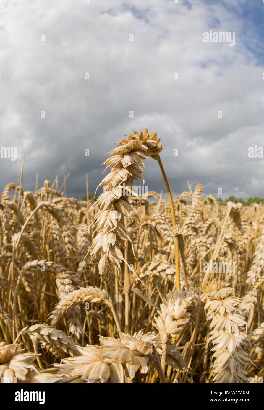 Grano maturo in agosto cresce vicino alla città di Gillingham nel nord Inghilterra Dorset Regno Unito GB Foto Stock