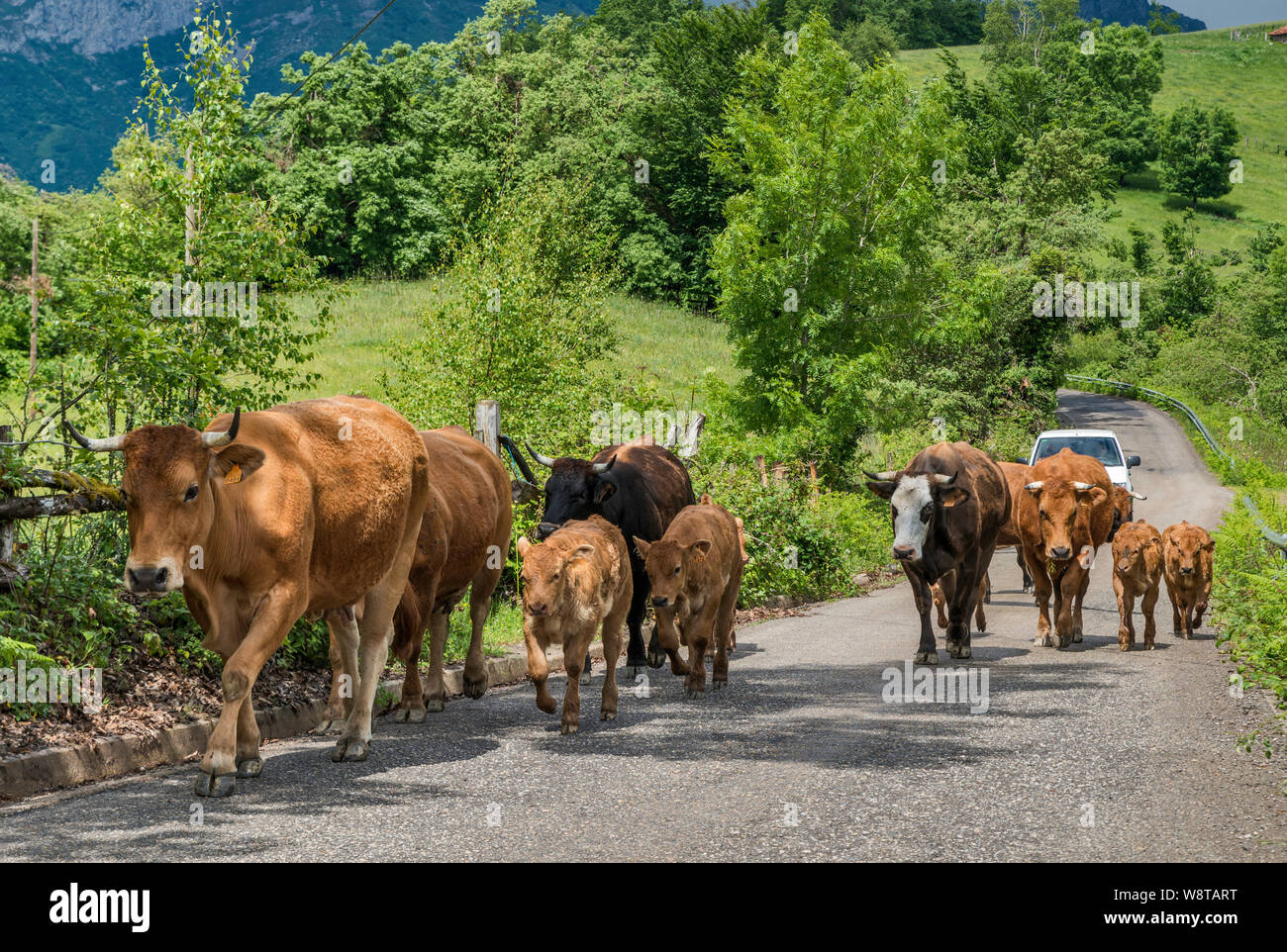 Mandria di mucche camminando sulla strada vicino al villaggio di Viego, vicino a San Juan de Beleño, in colline di Picos de Europa, ponga parco naturale, Asturias, Spagna Foto Stock