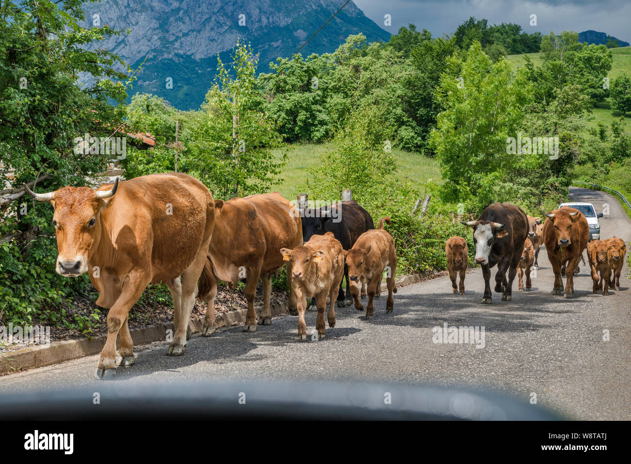 Mandria di mucche camminando sulla strada vicino al villaggio di Viego, vicino a San Juan de Beleño, in colline di Picos de Europa, ponga parco naturale, Asturias, Spagna Foto Stock