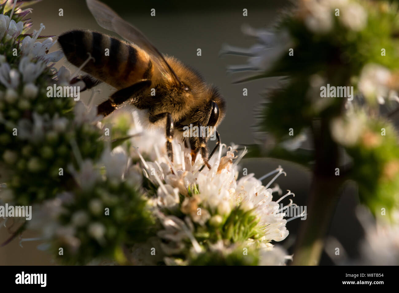 Bee impollinare un fiore bianco Foto Stock