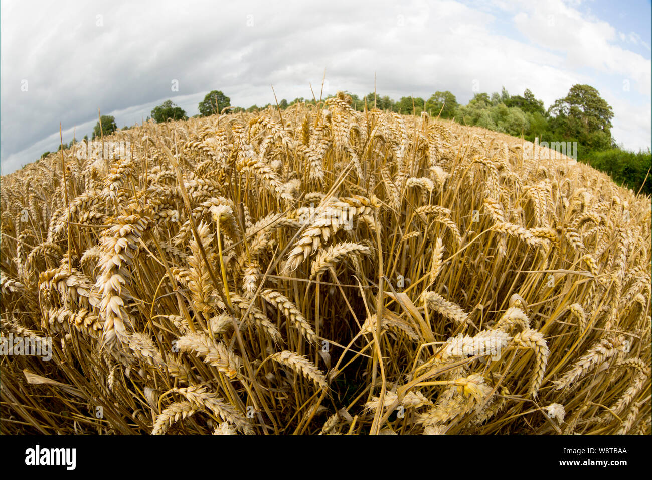 Grano maturo in agosto cresce vicino alla città di Gillingham nel nord Inghilterra Dorset Regno Unito GB Foto Stock