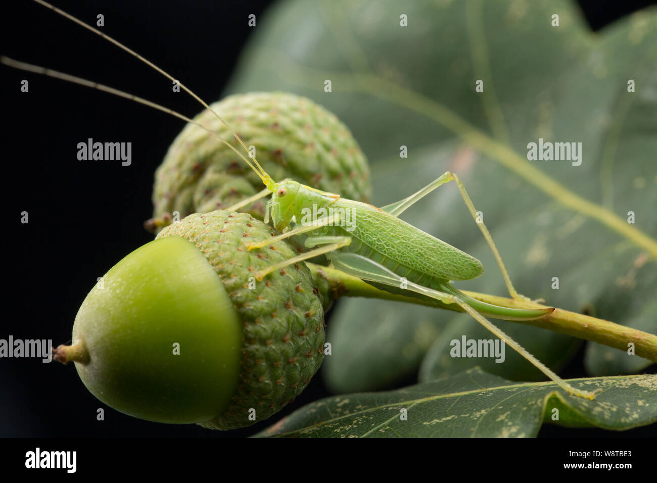 Una quercia Bush-cricket, Meconema thalassinum, su una foglia di quercia e ghiande fotografati contro uno sfondo nero. Nord Inghilterra Dorset Regno Unito GB Foto Stock