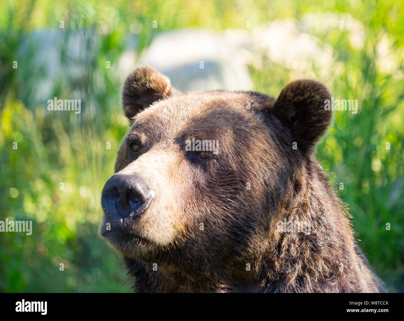Coola, un residente orso grizzly (Ursus arctos horribilis) dell'orso santuario Presso Grouse Mountain, North Vancouver, British Columbia, Canada. Foto Stock