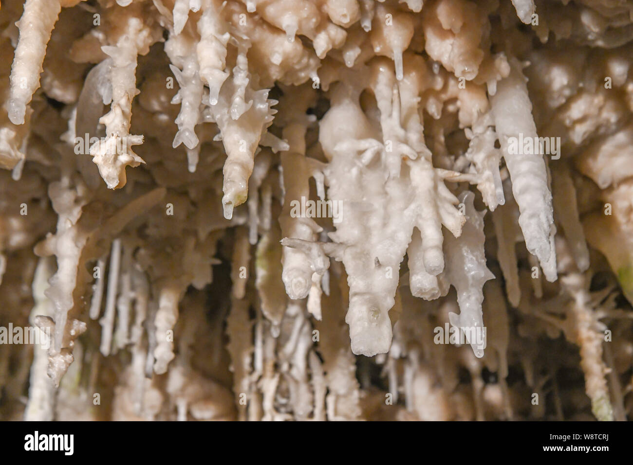 La Grotta dei Cristalli Bermuda - attrazione turistica in Hamilton Bermuda - acqua cristallina & lago sotterraneo - calcare stalattiti e stalagmiti Foto Stock