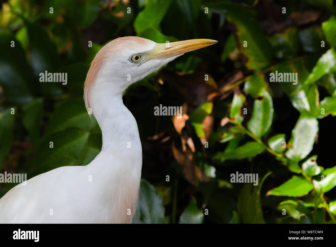 Airone guardabuoi closeup - Bubulcus ibis vicino sul Bermuda Isola - airone bianco arancione buff pennacchi con gli occhi gialli e becco giallo Foto Stock
