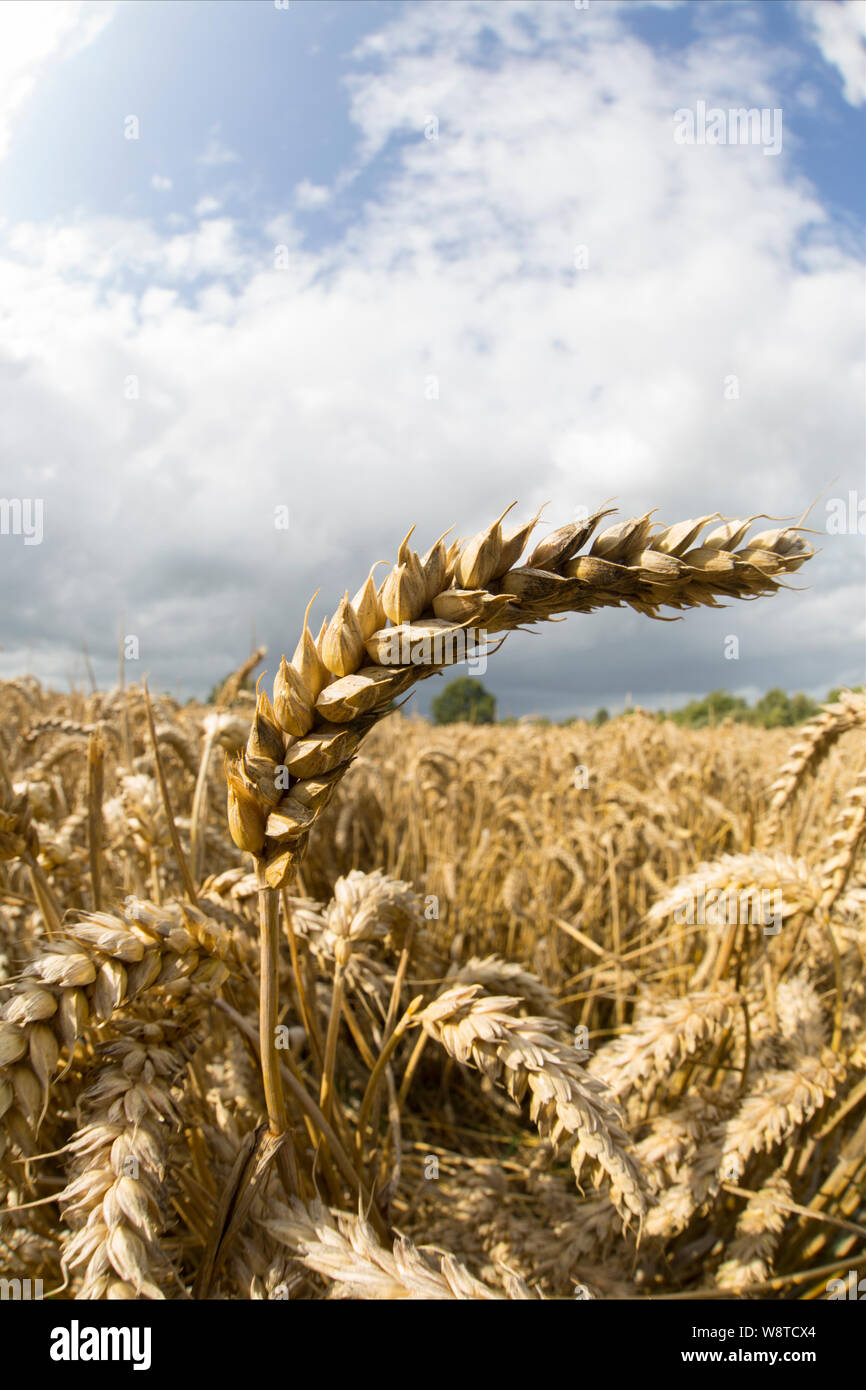 Grano maturo in agosto cresce vicino alla città di Gillingham nel nord Inghilterra Dorset Regno Unito GB Foto Stock