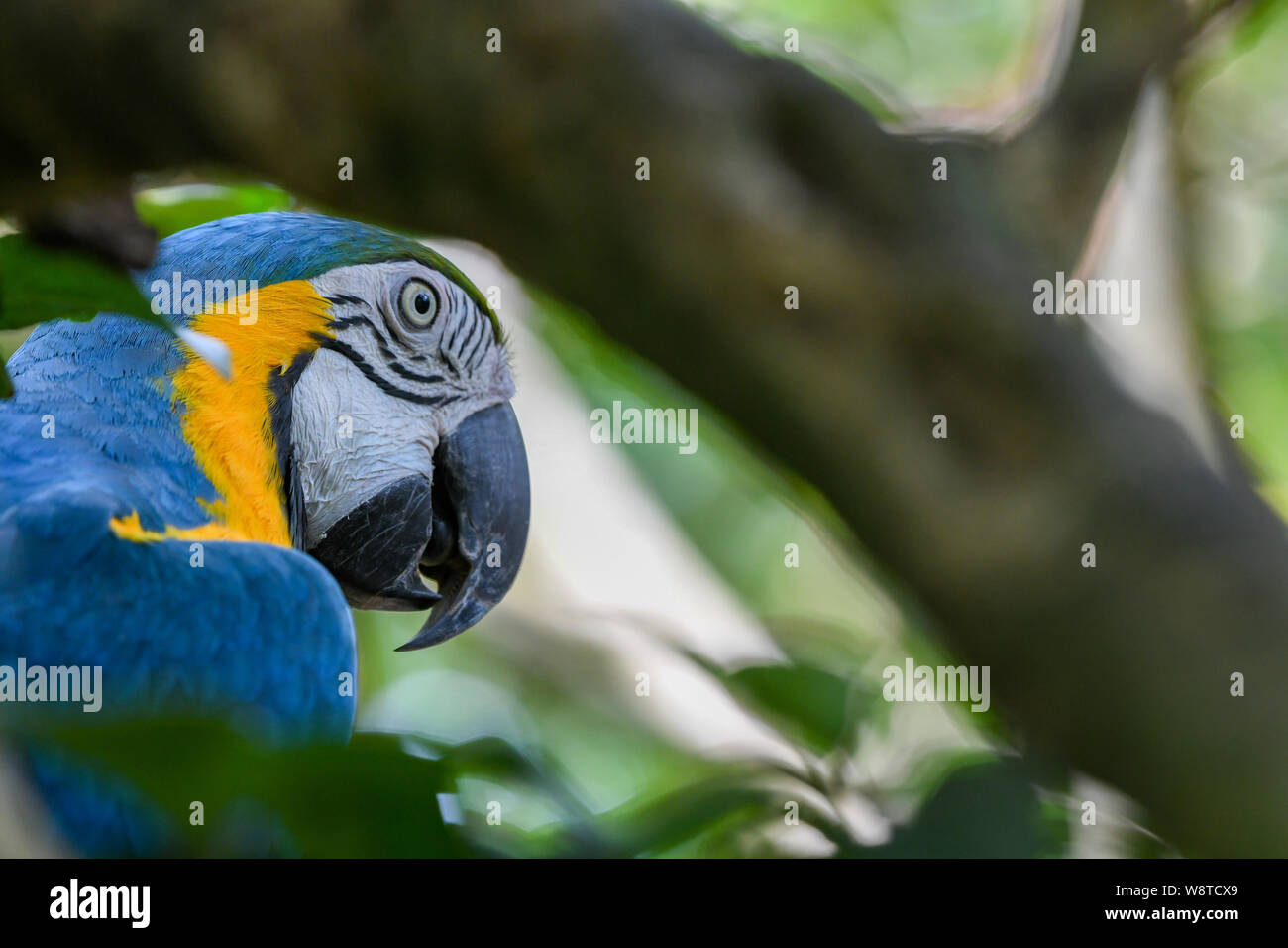 Blu-giallo macaw - Ara ararauna - blu e oro macaw - blu e giallo | blu e oro parrot Foto Stock